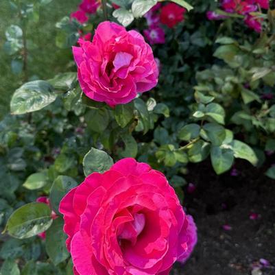 Rosa Baronne Edmond de Rothschild