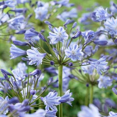 Agapanthus africanus 