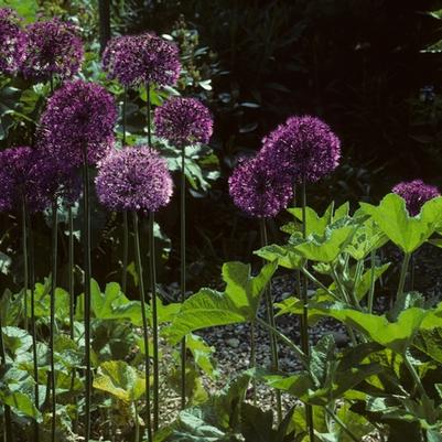 Allium aflatunense Purple Sensation