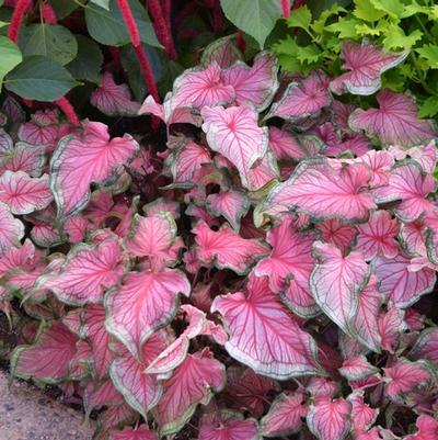 Caladium Florida Sweetheart