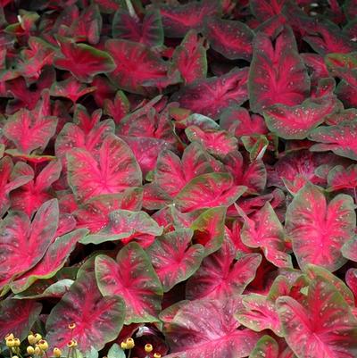 Caladium bicolor Red Flame