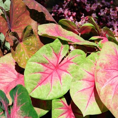 Caladium x hortulanum Lemon Blush