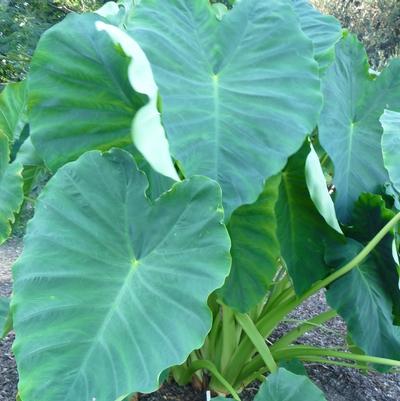 Colocasia esculenta Jack's Giant