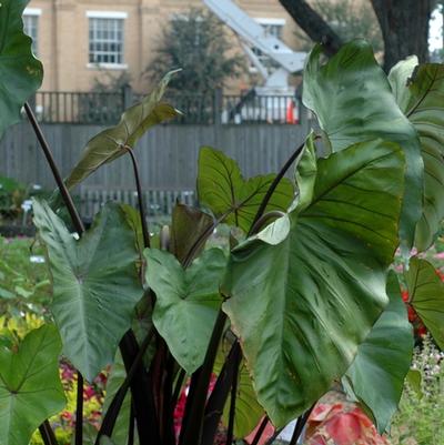 Colocasia esculenta Purple Stem