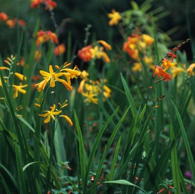 Crocosmia Emily Mckenzie