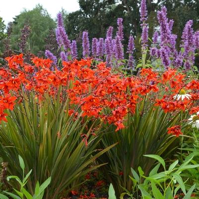 Crocosmia x crocosmiiflora Twilight Fairy&trade; Crimson