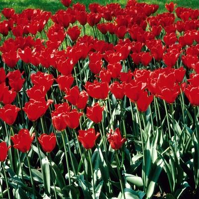 Tulipa Kingsblood