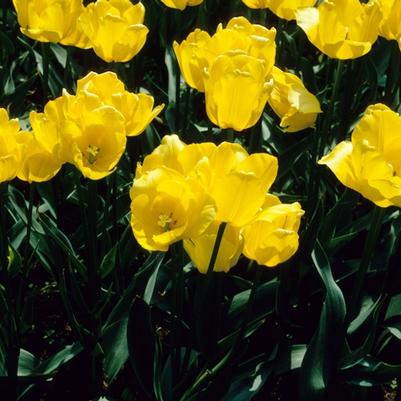 Tulipa Marienthal