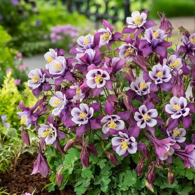 Aquilegia caerulea Earlybird™ Purple White