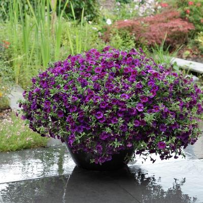 Calibrachoa Kabloom™ Deep Blue