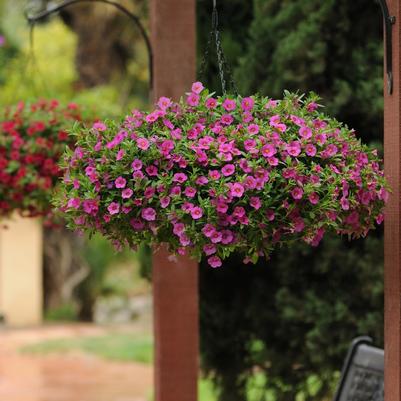 Calibrachoa Kabloom™ Deep Pink