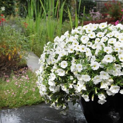 Calibrachoa Kabloom™ White