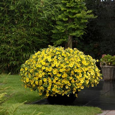 Calibrachoa Kabloom™ Yellow