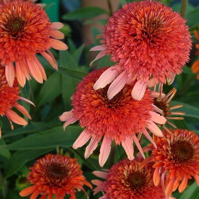 Echinacea Coral Reef