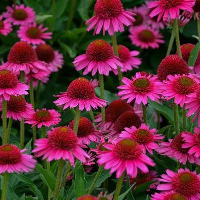Echinacea Delicious Candy