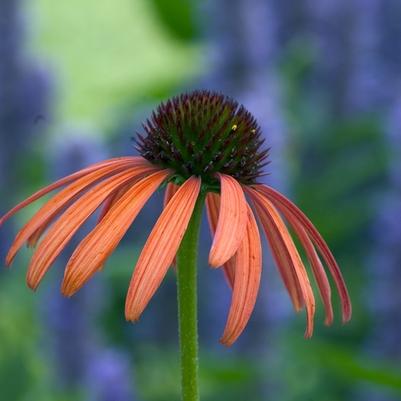 Echinacea Orange Meadowbrite&trade;