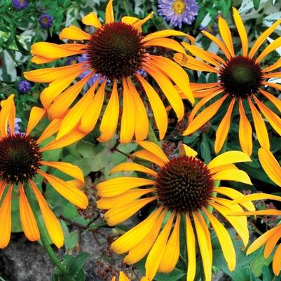 Echinacea Phoenix