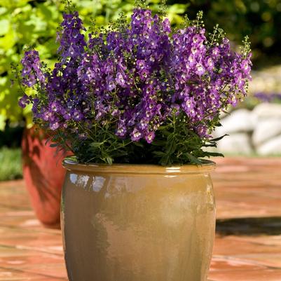 Angelonia angustifolia Archangel™ Purple