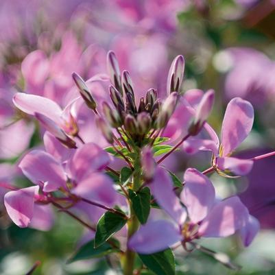 Cleome Senorita Rosalita®