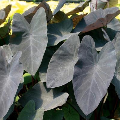 Colocasia esculenta Black Magic
