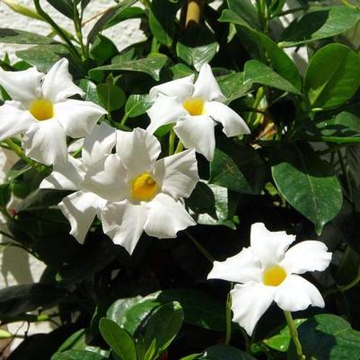 Mandevilla Sun Parasol&reg; Giant White