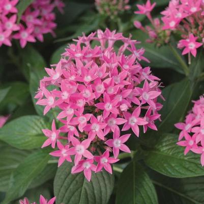 Pentas lanceolata Butterfly Deep Pink