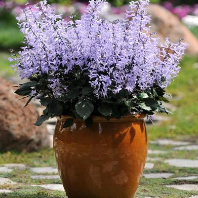 Plectranthus Mona Lavender