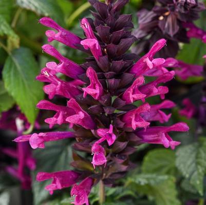 Salvia guaranitica Plum Crazy