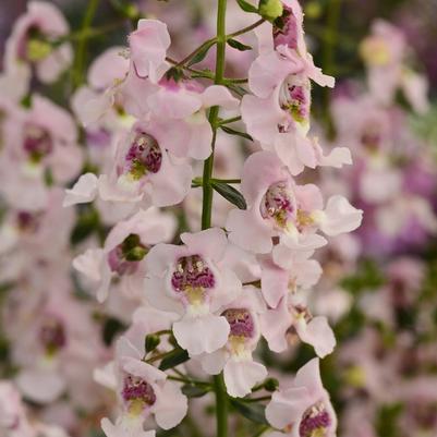 Angelonia angustifolia Archangel™ Light Pink