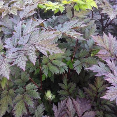 Actaea simplex Pink Spike