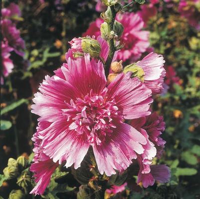 Alcea rosea Queeny Purple