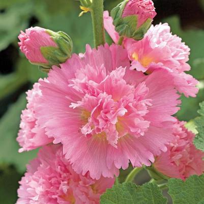 Alcea rosea Spring Celebrities Spring Celebrities Pink
