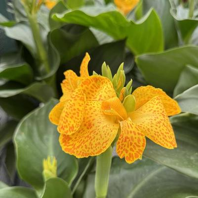 Canna x generalis Cannova® Gold Leopard
