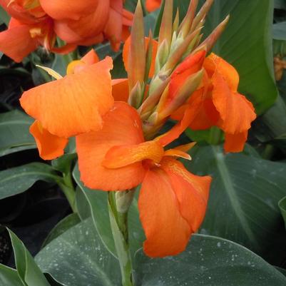 Canna x generalis Cannova® Orange Shades