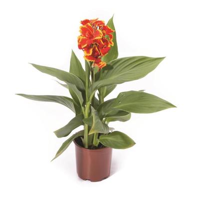 Canna x generalis Cannova® Red Golden Flame