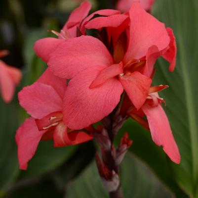 Canna x generalis Cannova® Rose