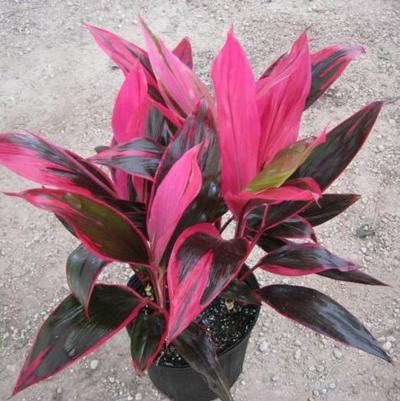 Cordyline fruticosa Red Sister