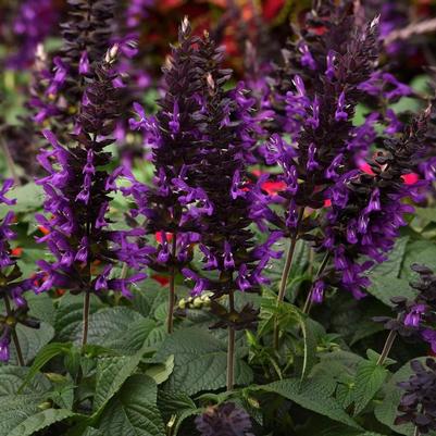 Salvia guaranitica Purple & Bloom