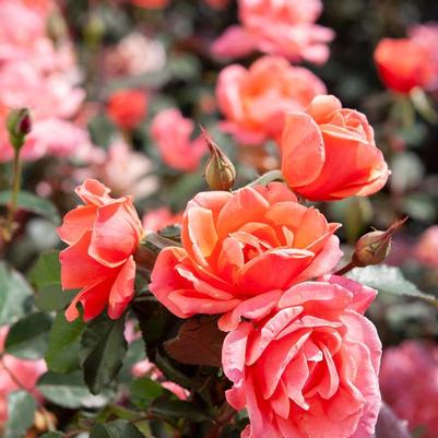 Rosa Knock Out&reg; Coral