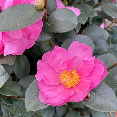 Camellia Just Chill&trade; Double Mauve