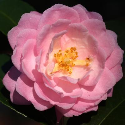 Camellia Ashton's Ballet