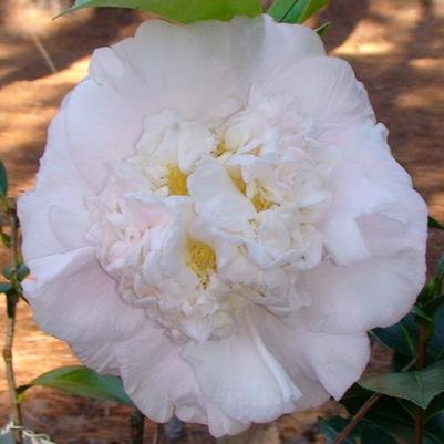 Camellia Kerry Elizabeth