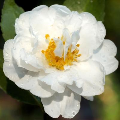 Camellia Polar Ice