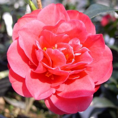 Camellia Sun Worshiper