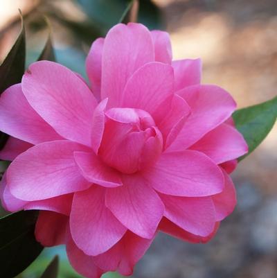 Camellia Tom Perkins