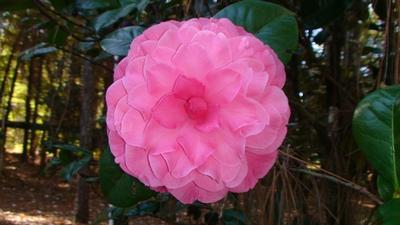 Camellia Valentine's Day