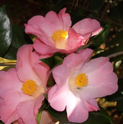 Camellia WC Wyatt