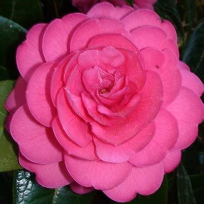 Camellia edithae Jinqu