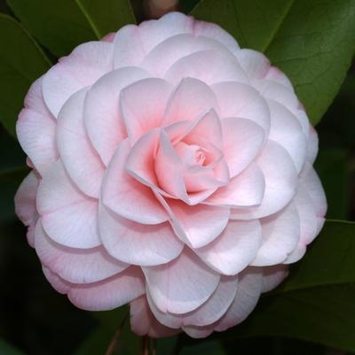 Camellia japonica Adalyn