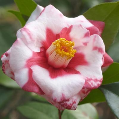 Camellia japonica Adolf Audusson Variegated